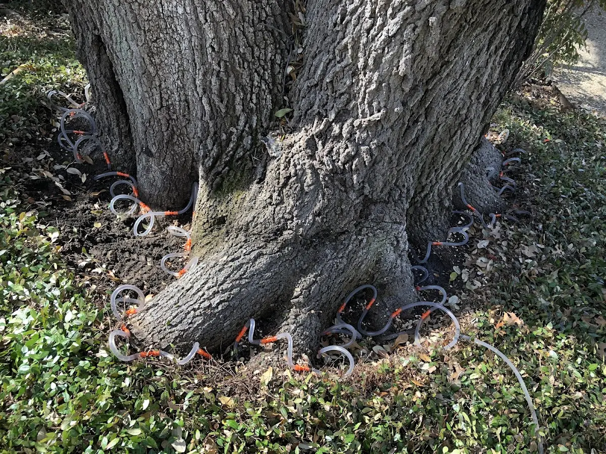 Detailed Shrub and Hedge Trimming job site in Dandridge