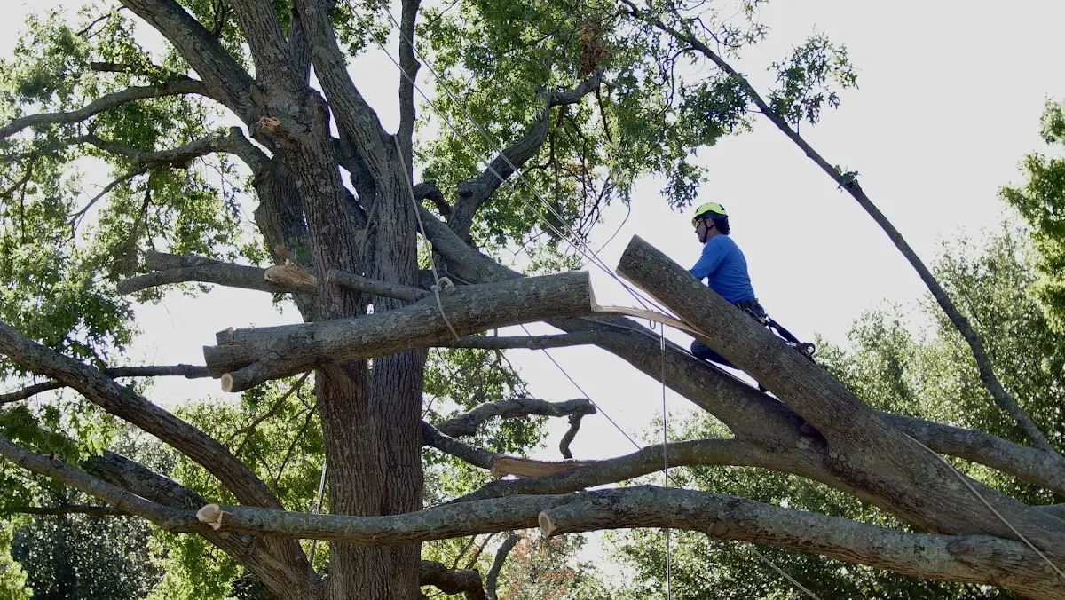 Professional Hazardous Tree Removal performed by certified arborists in Dandridge